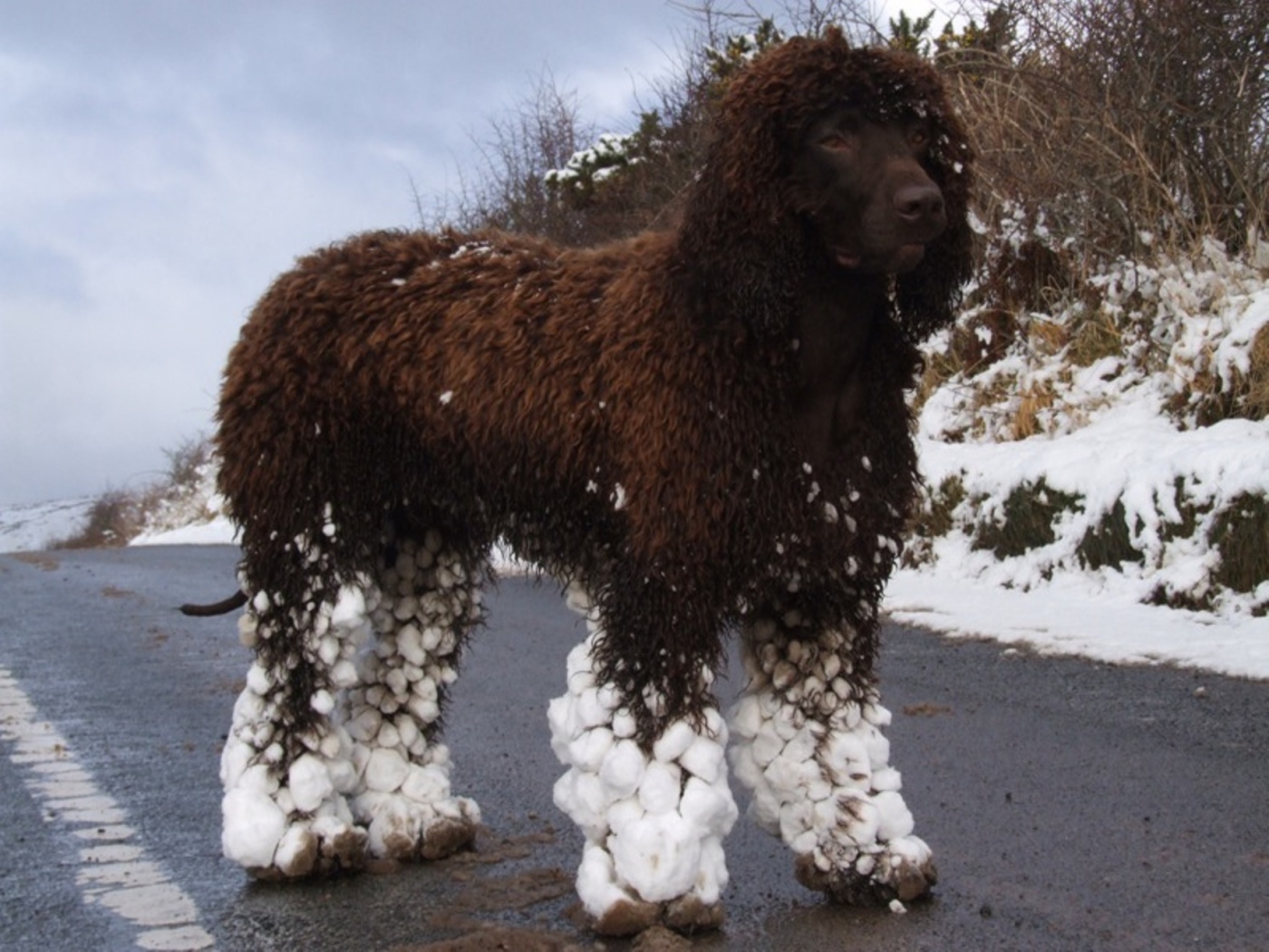 Ирландский водяной спаниель после бега по снегу
