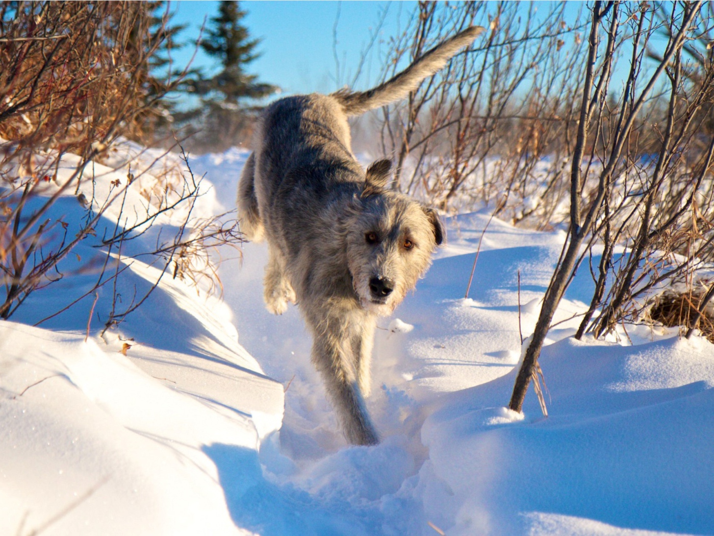 Ирландский волкодав на снегу