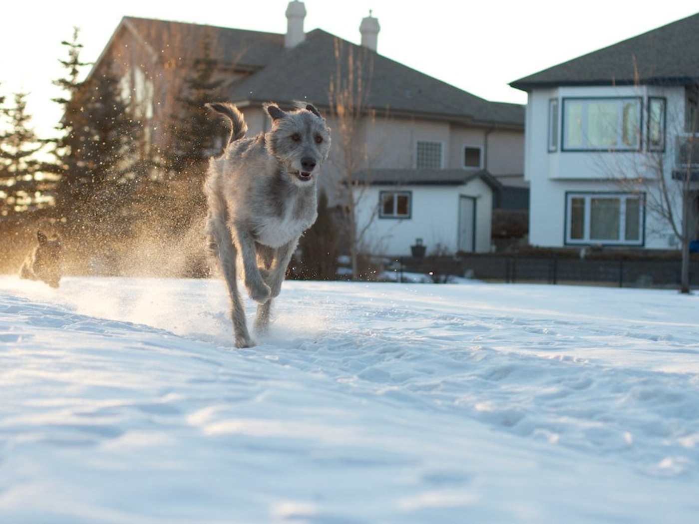 Ирландский волкодав на фоне домов