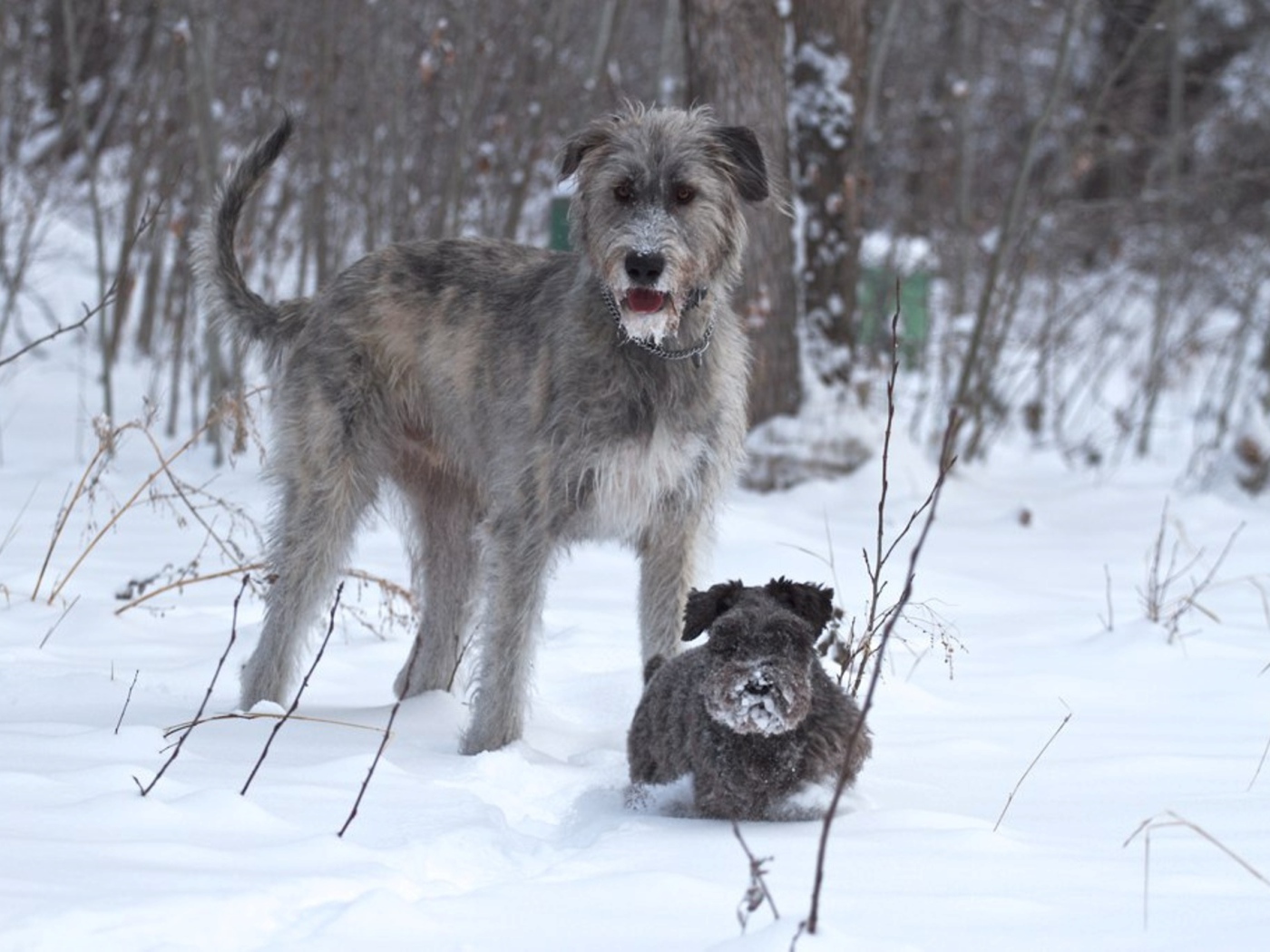 Ирландский волкодав с маленьким другом