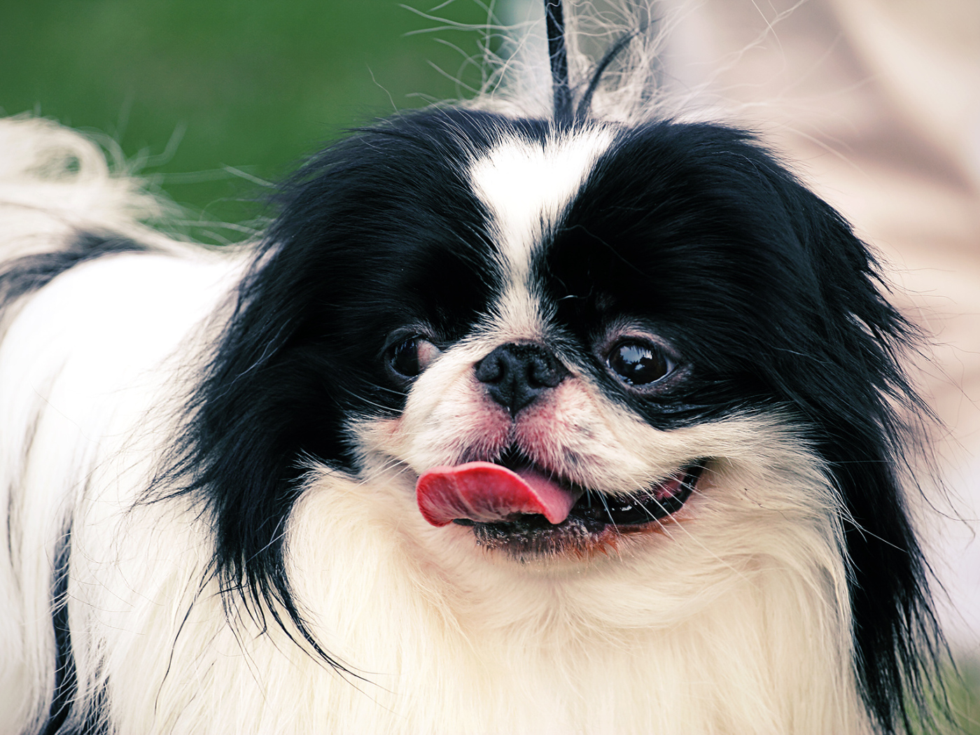 Собака японский хин на поводке