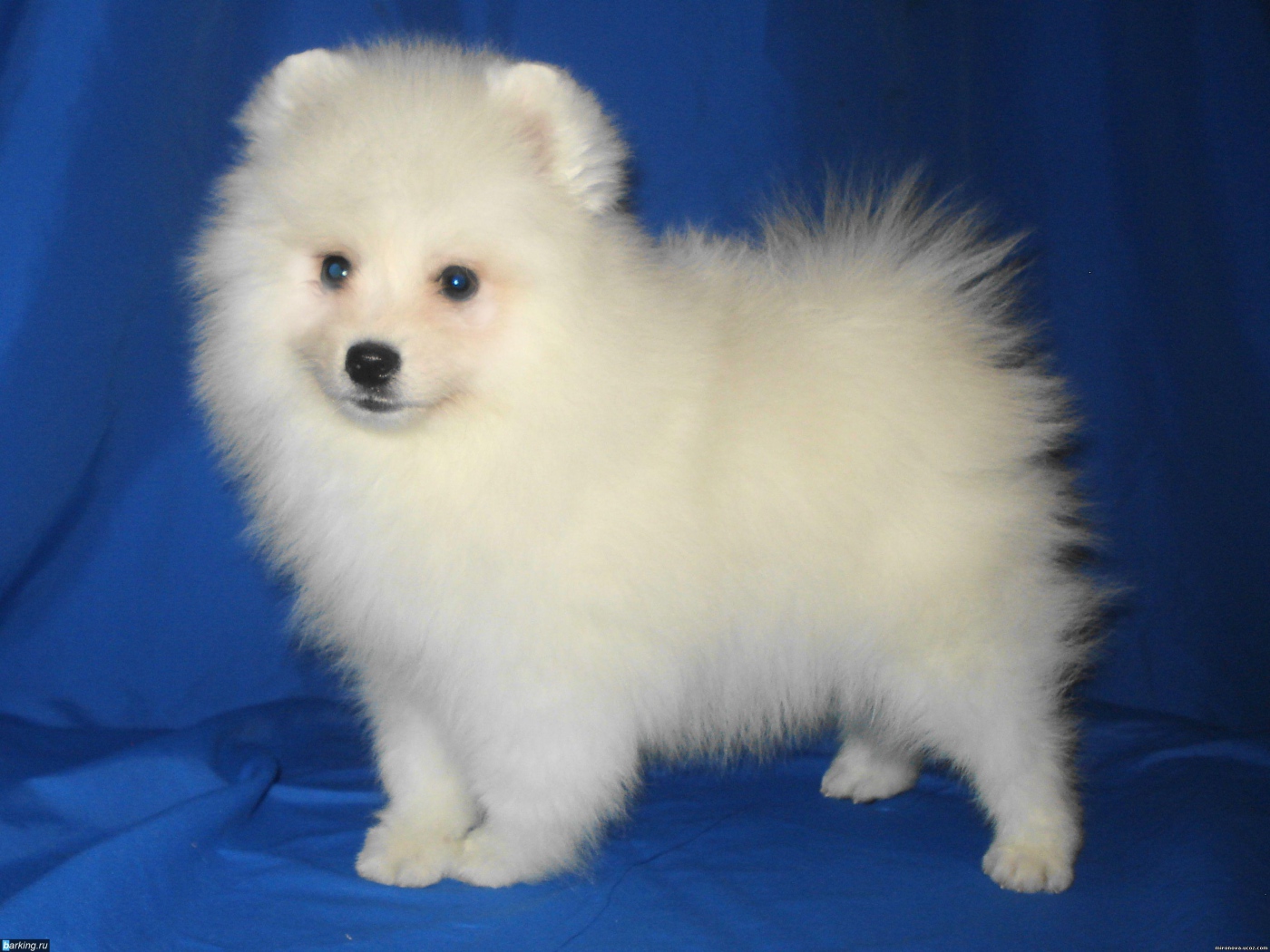 Щенок японского шпица