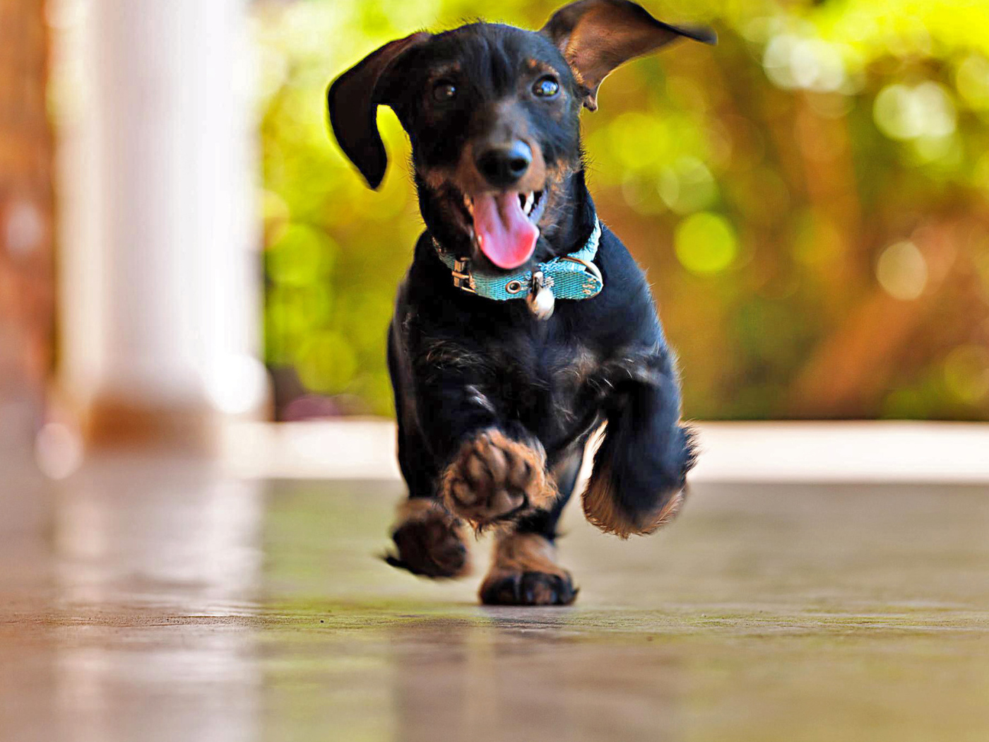 Радостная такса бежит