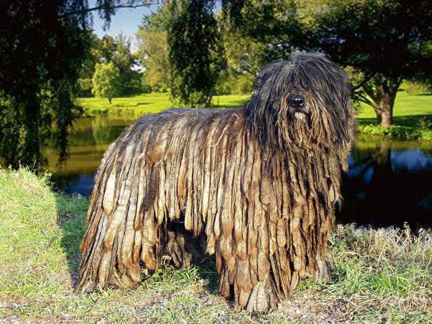 Собака комондор в парке