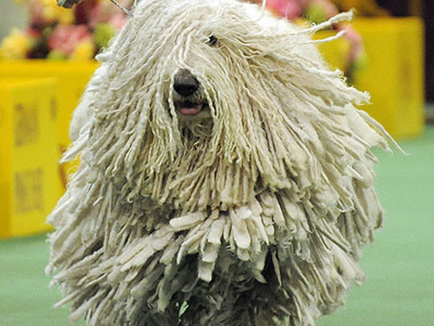 Комондор бежит навстречу