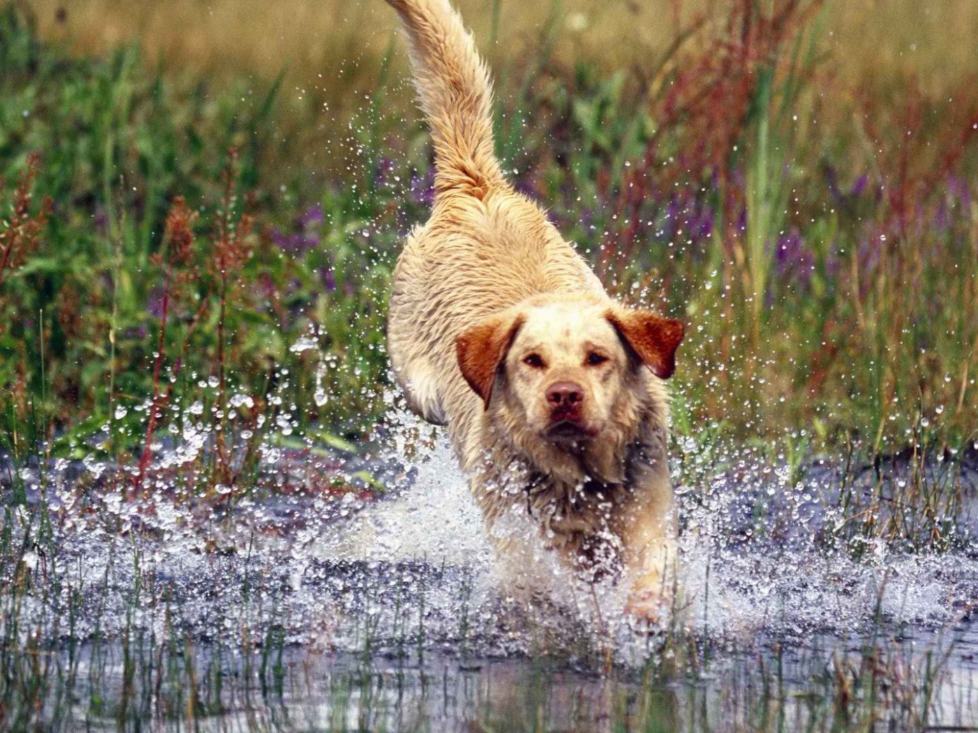 Лабрадор бросается в воду