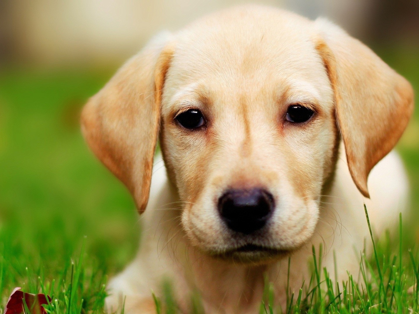 Щенок собаки лабрадор