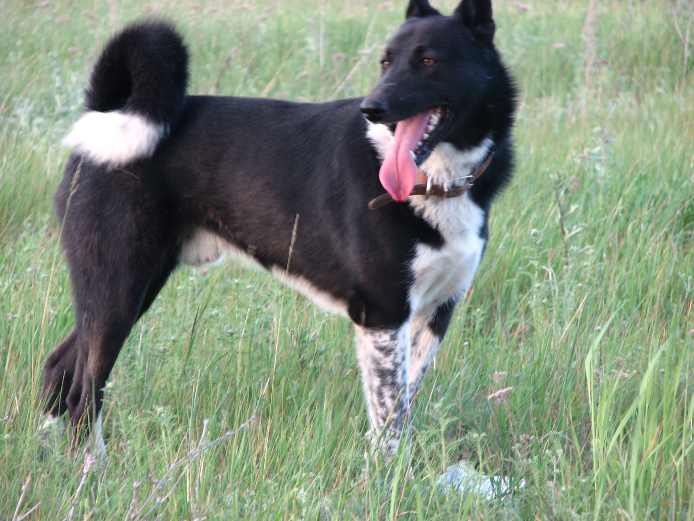 Лайка на летнем лугу