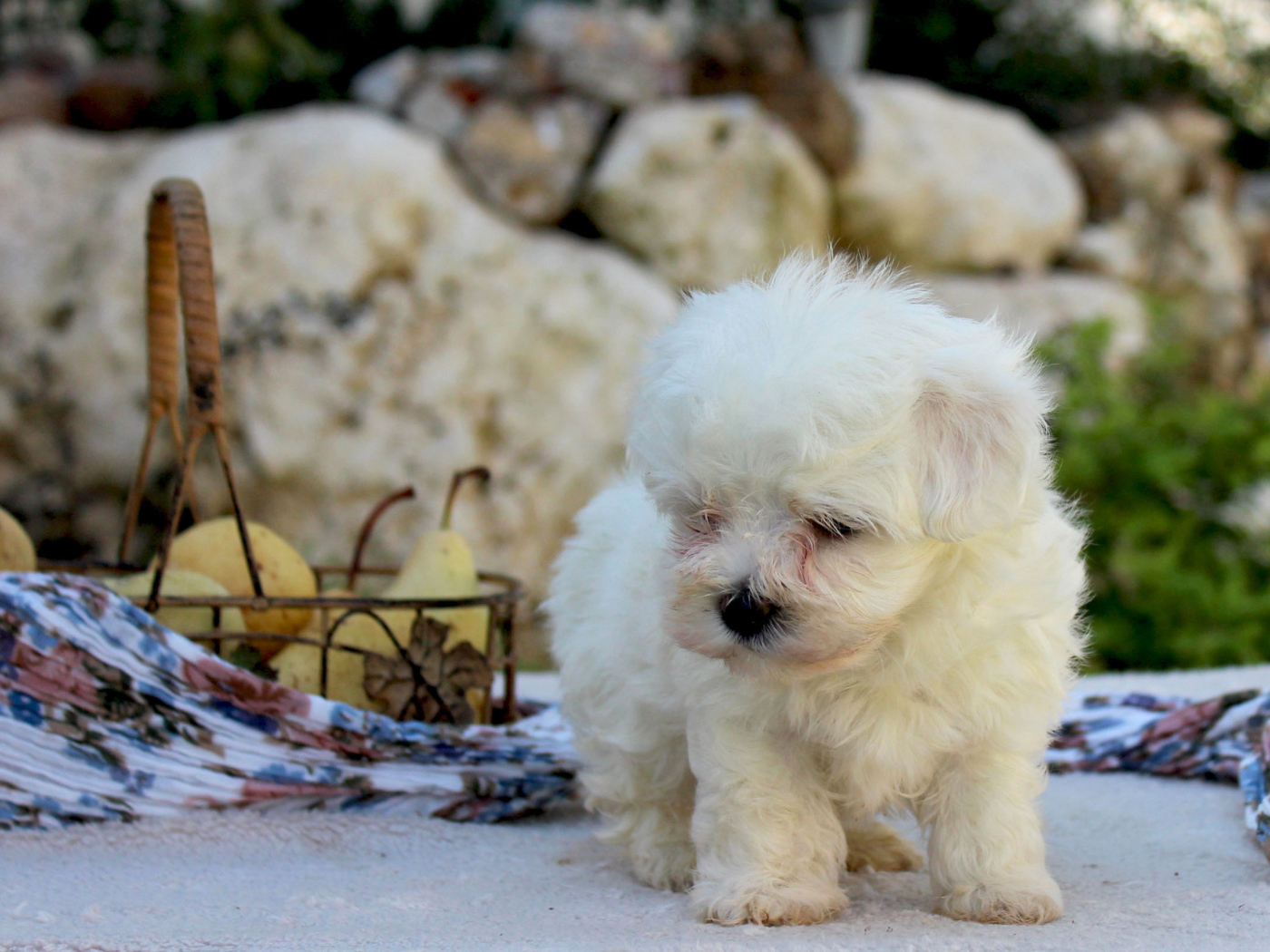 Болонка и корзина фруктов