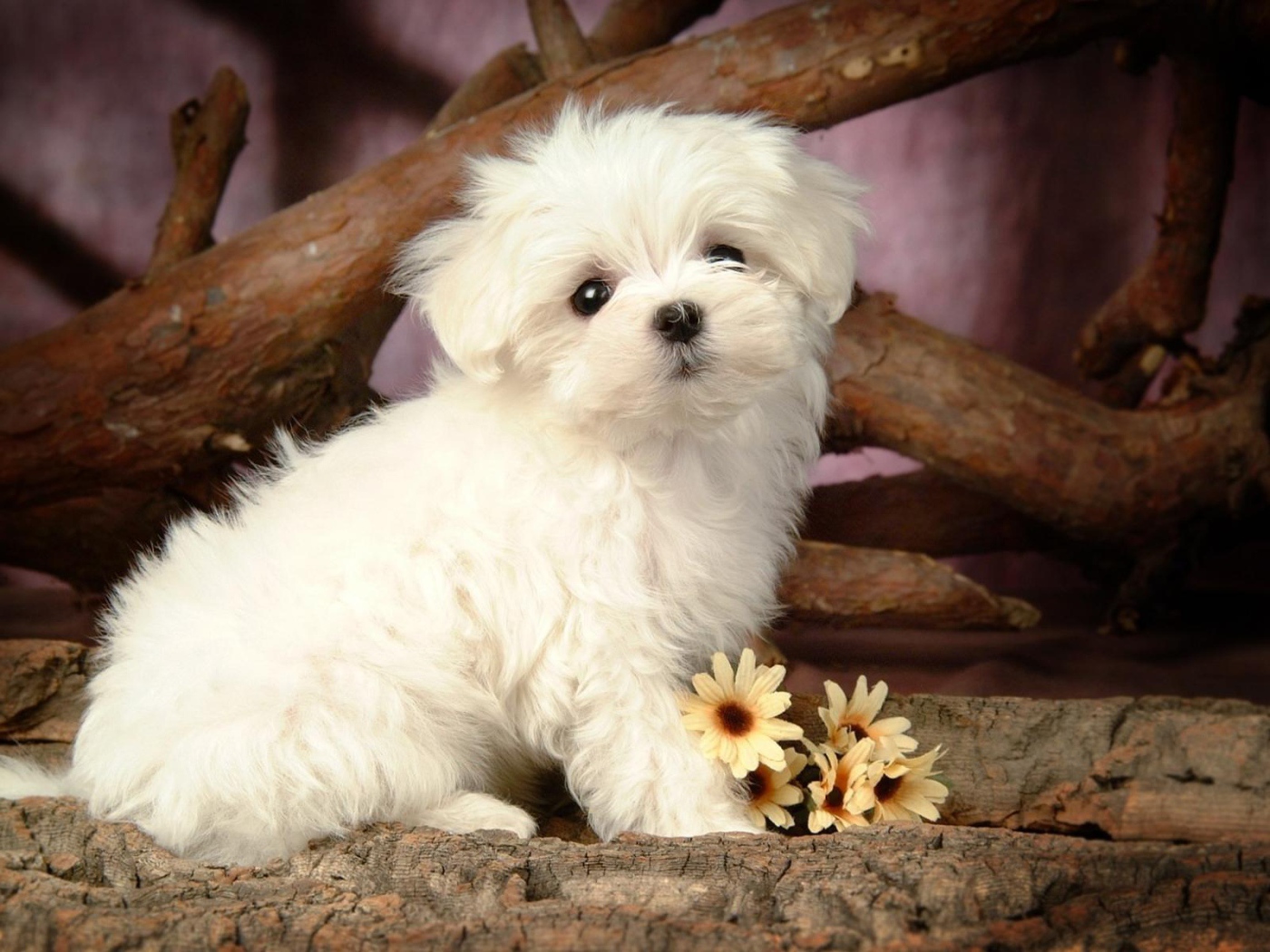Щенок болонки с цветами