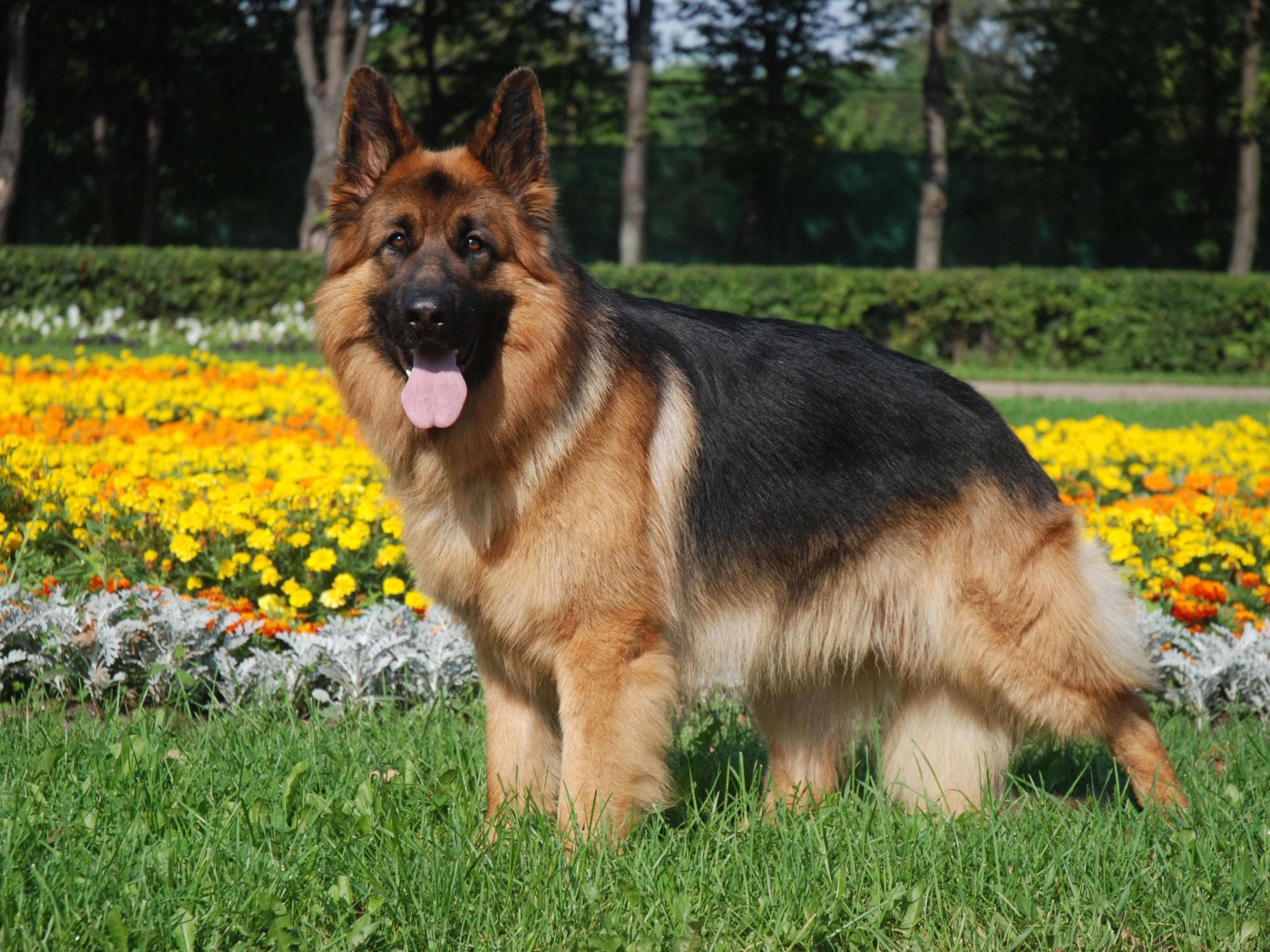 Long-haired German shepherd