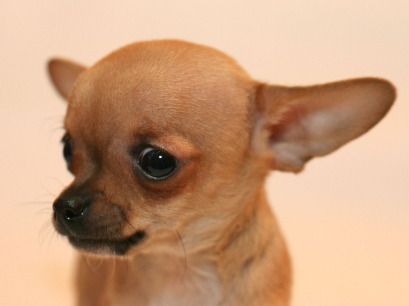 Взгляд собаки чихуахуа