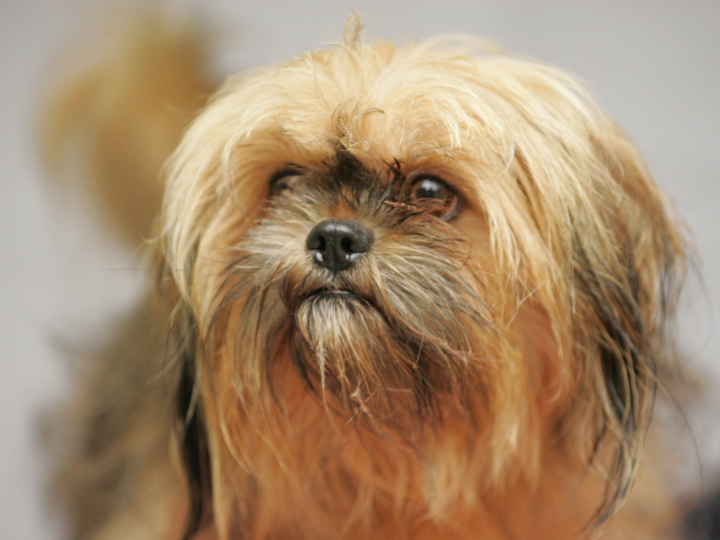 Взгляд милашки пекинеса