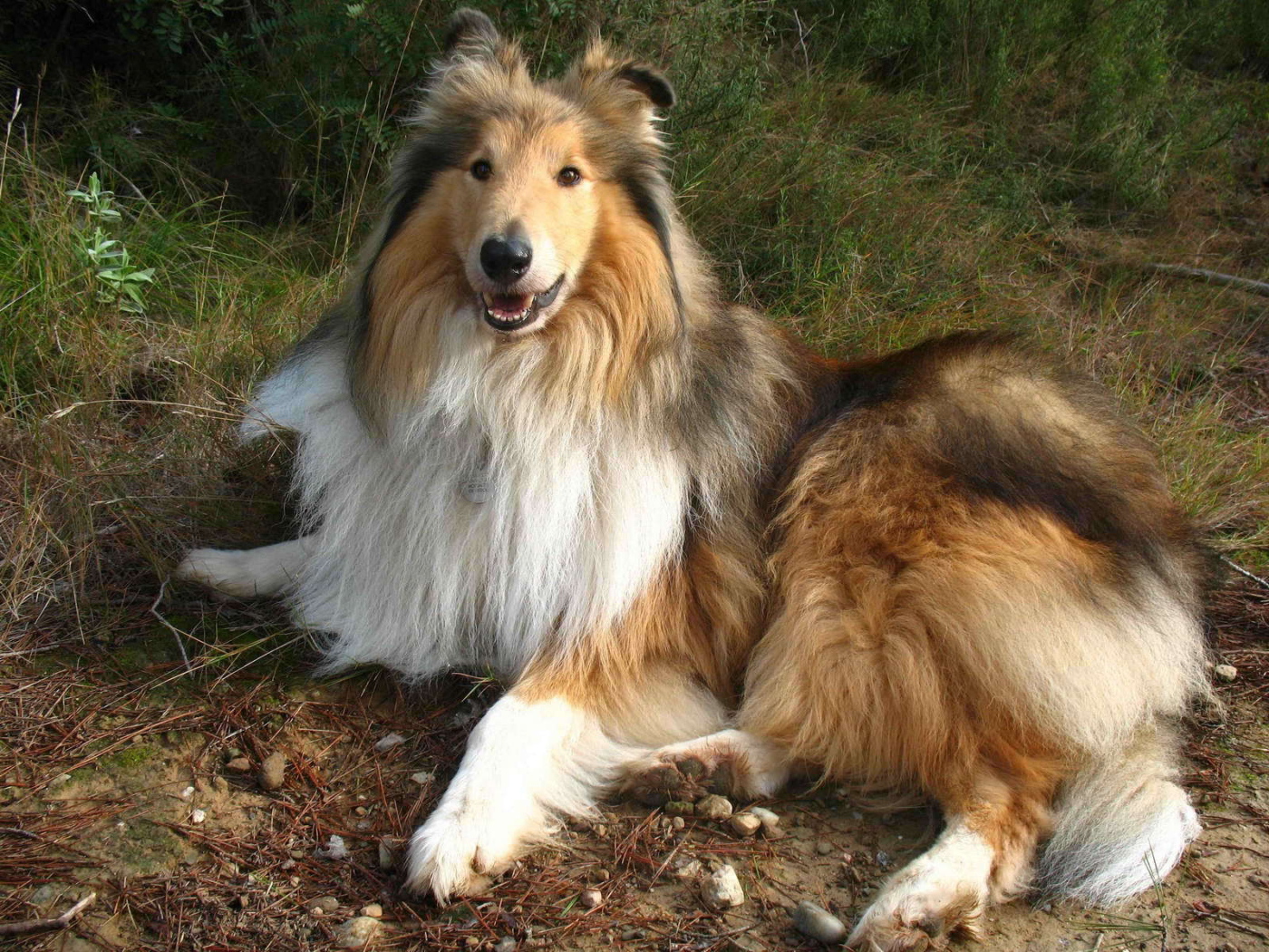 Роскошная собака колли