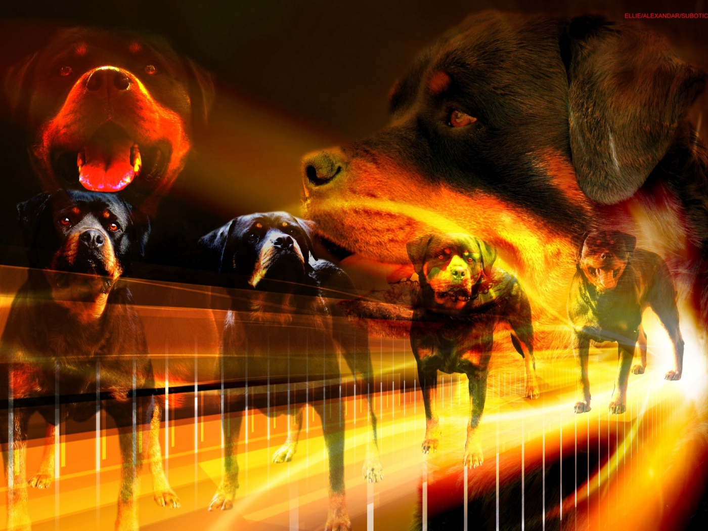 Много собак ротвейлеров