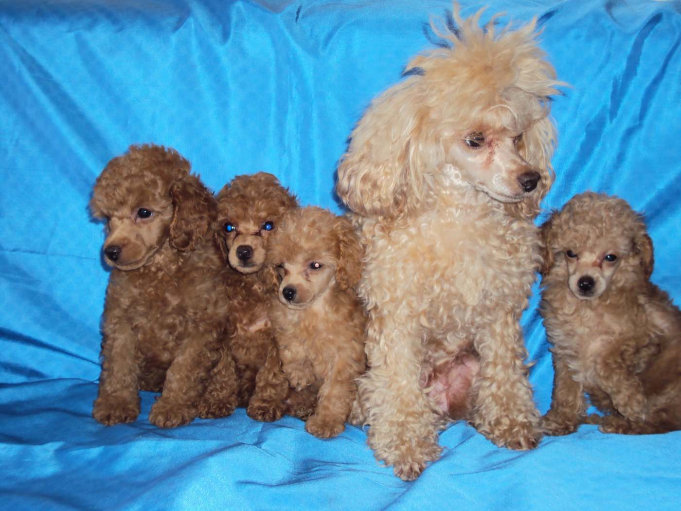 Мама пудель с щенками