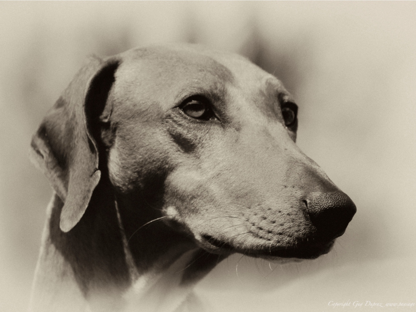 Мордочка собаки азавак