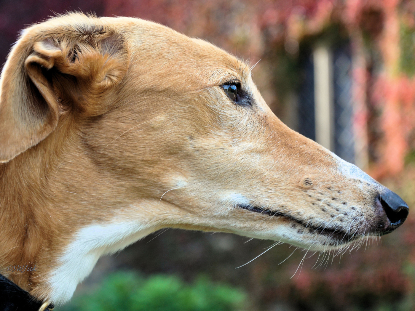 Мордочка собаки породы салюки