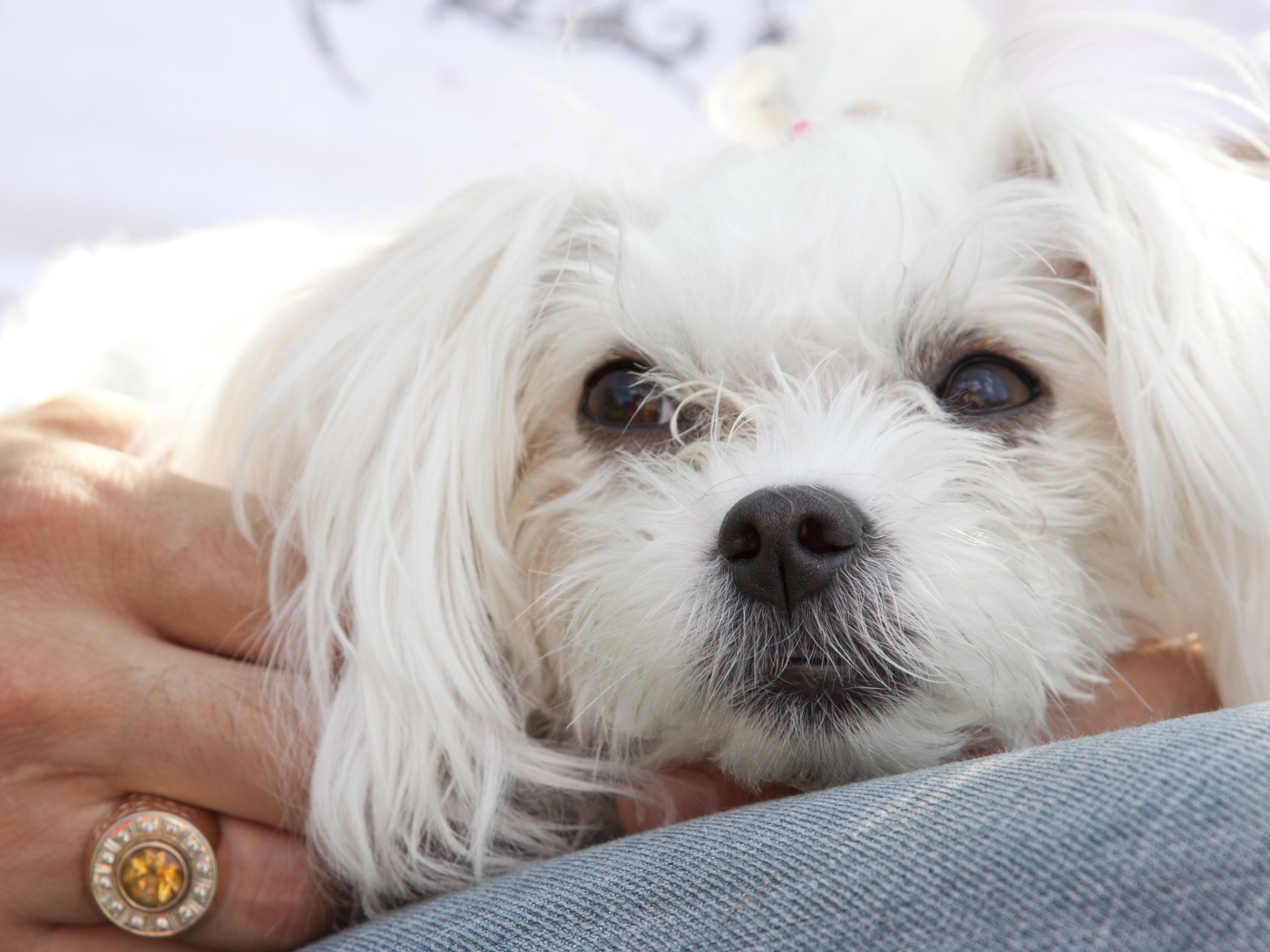 Мордочка белой болонки