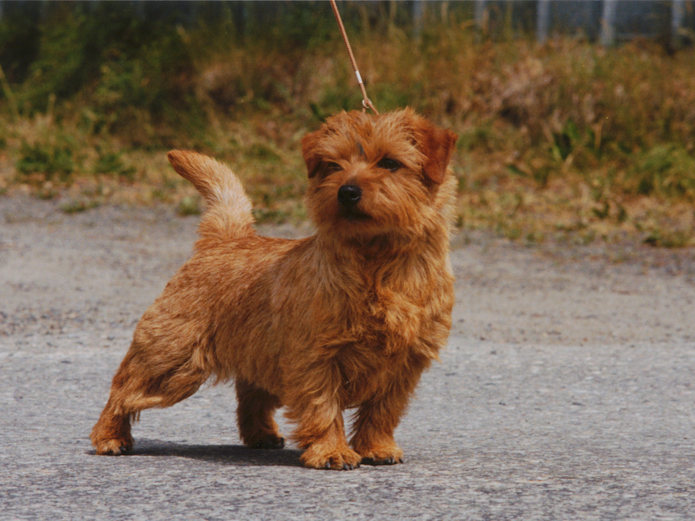 Норфолк терьер на прогулке