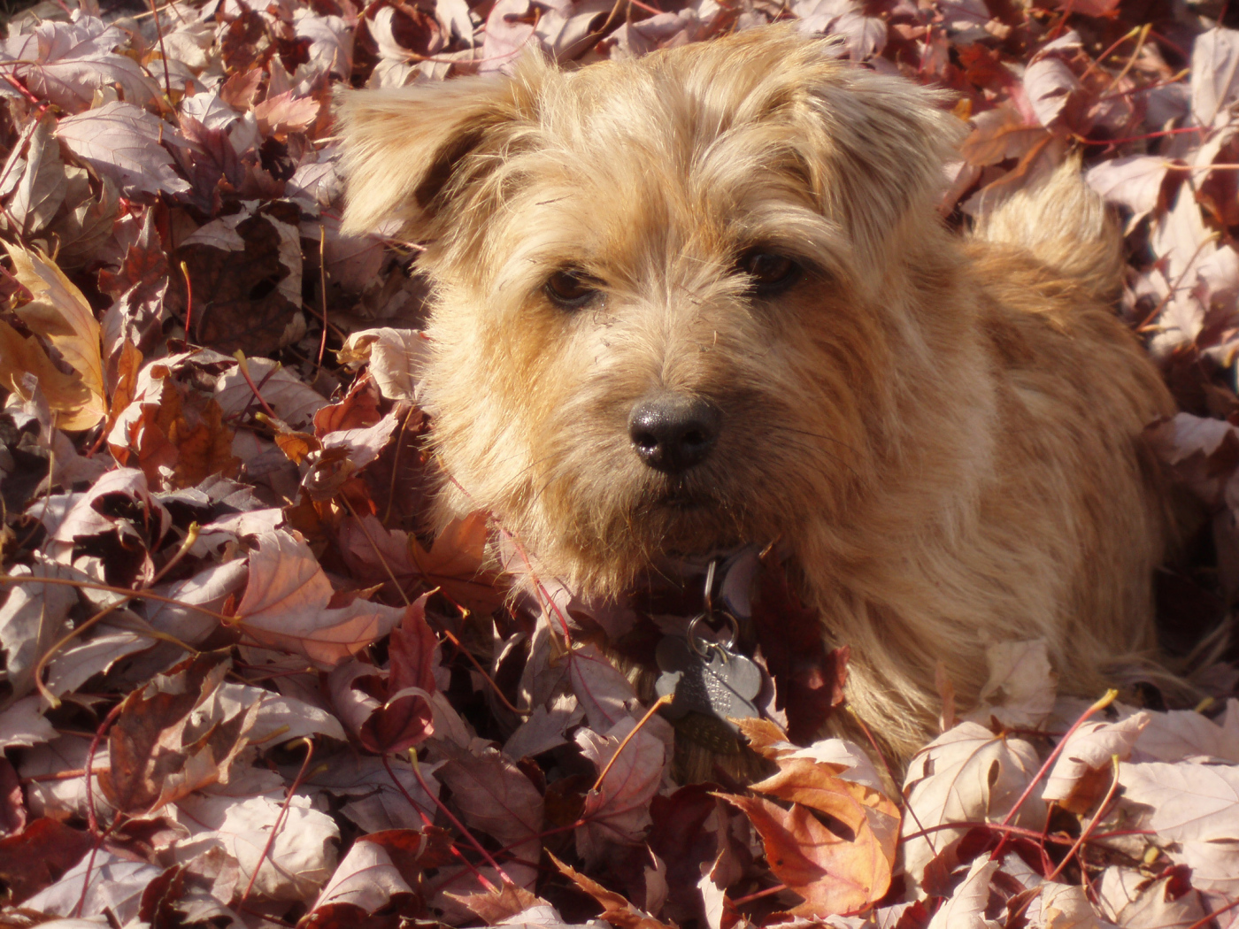 Норфолк терьер в листьях