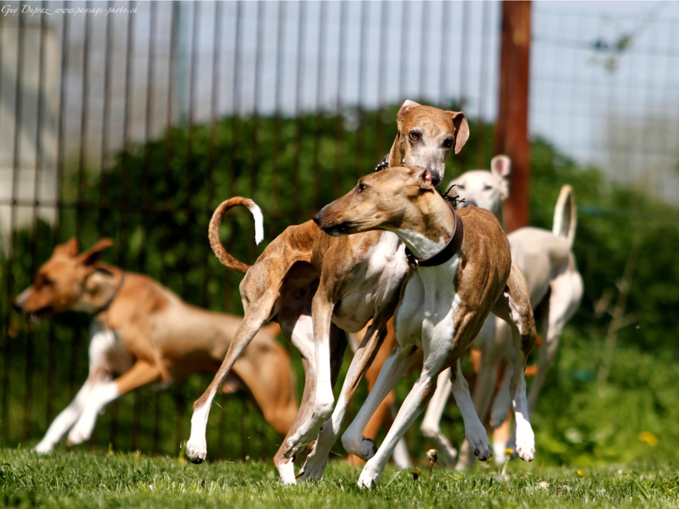 Стая собак азавак