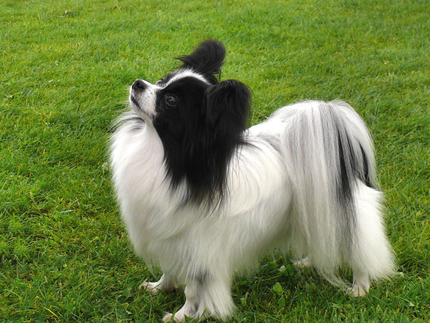 Папильон смотрит вверх