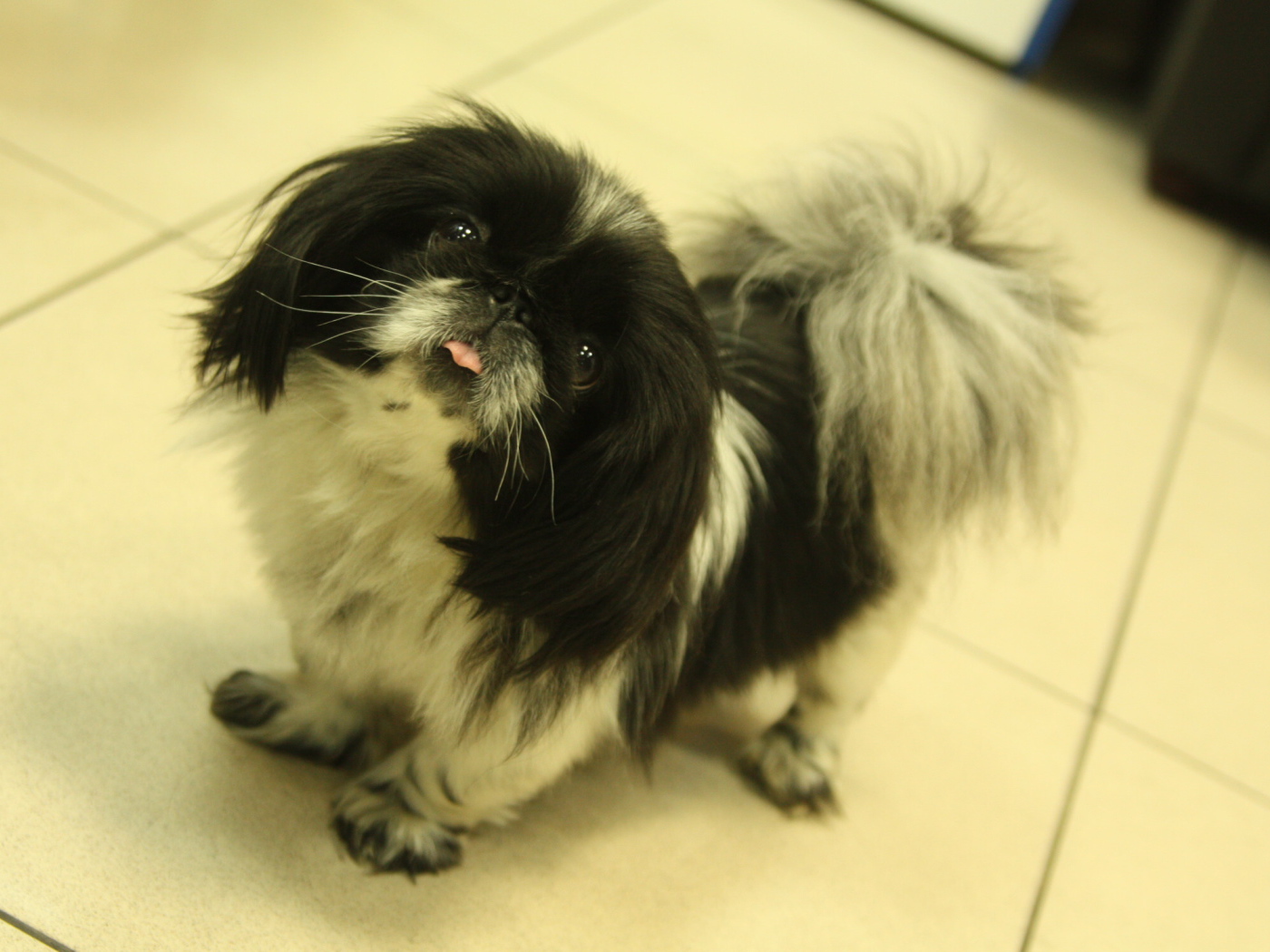 Пекинес стоит на полу