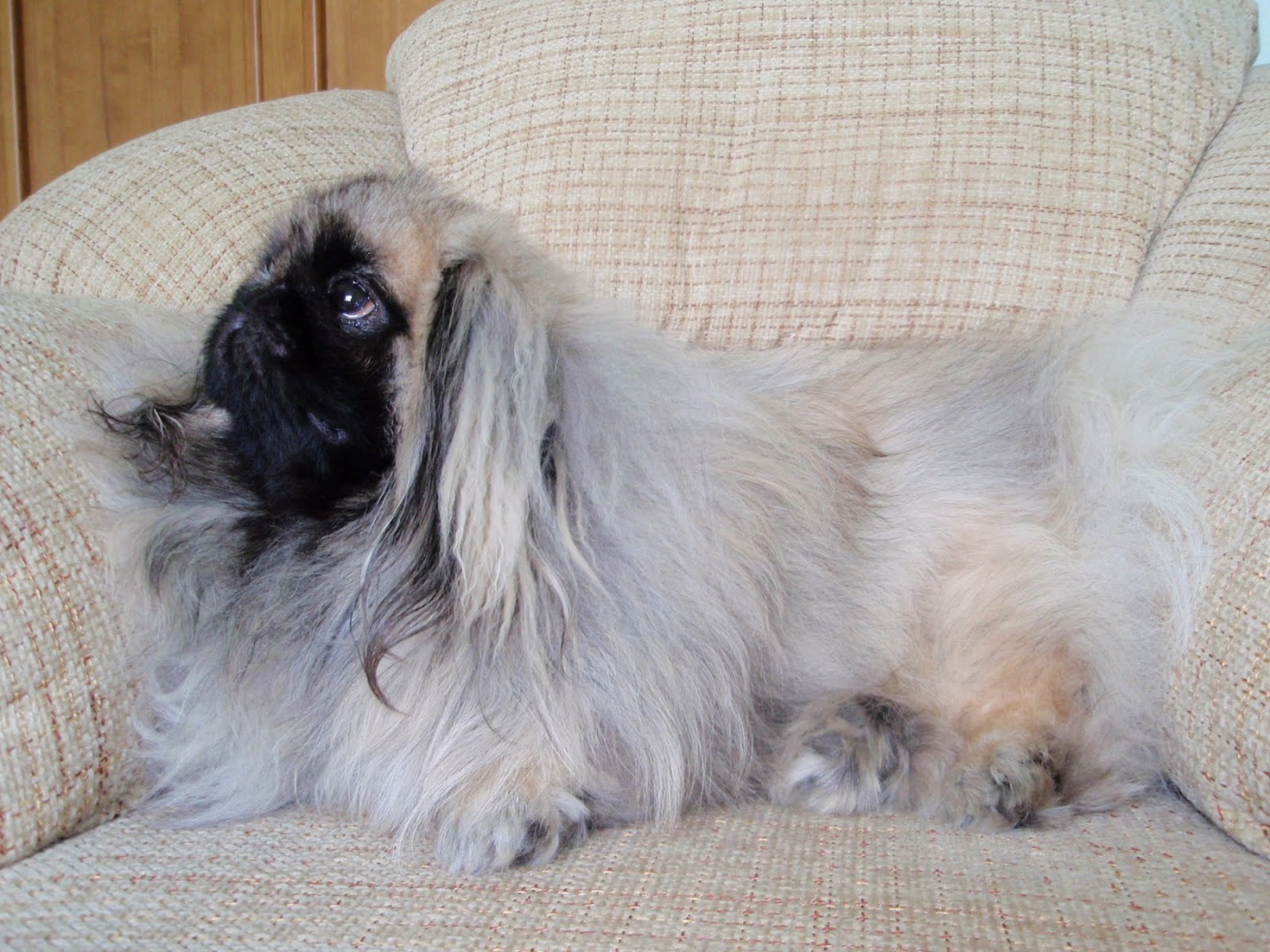 Пекинес лежит на кресле