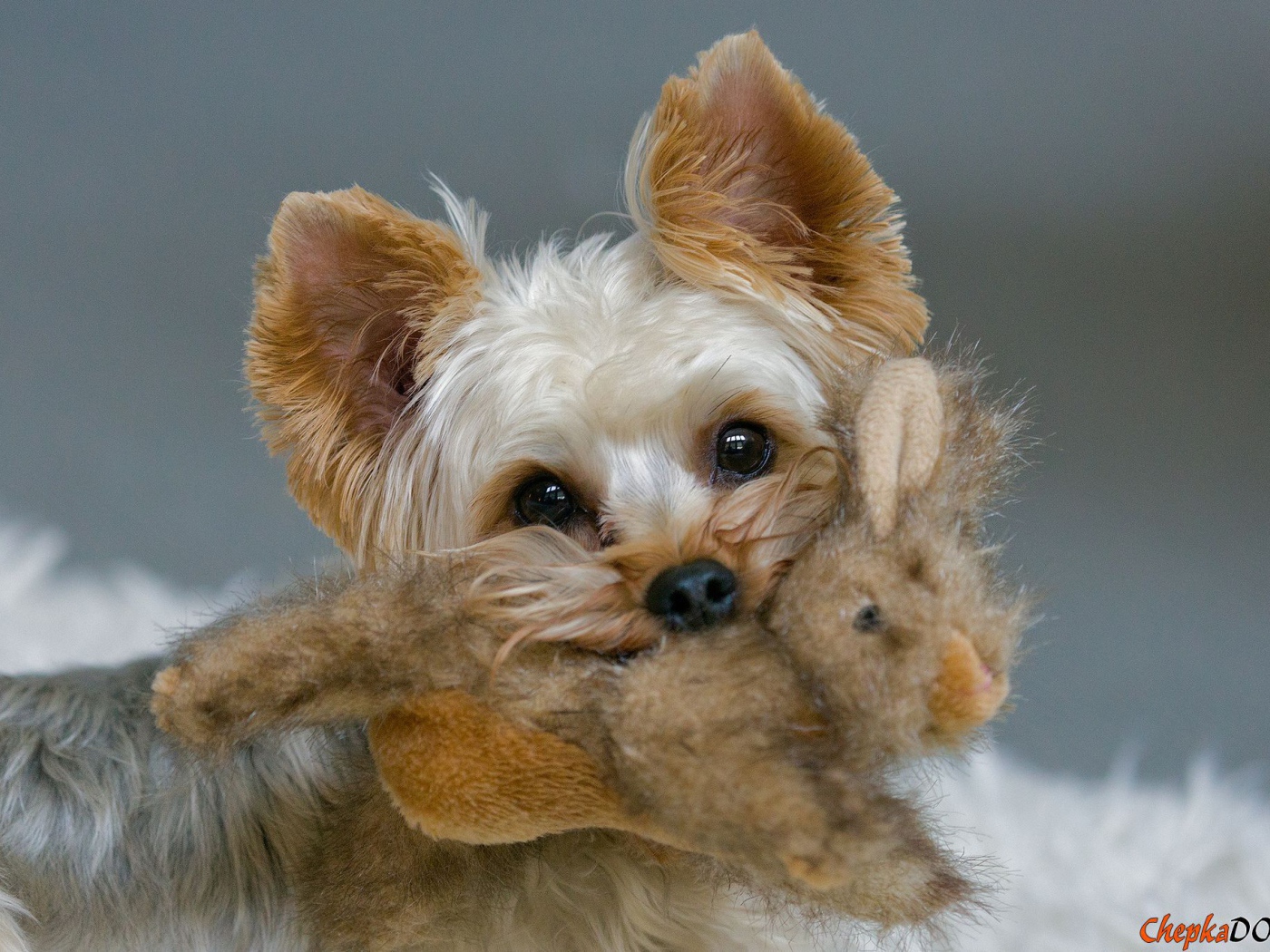 Пекинес с игрушкой