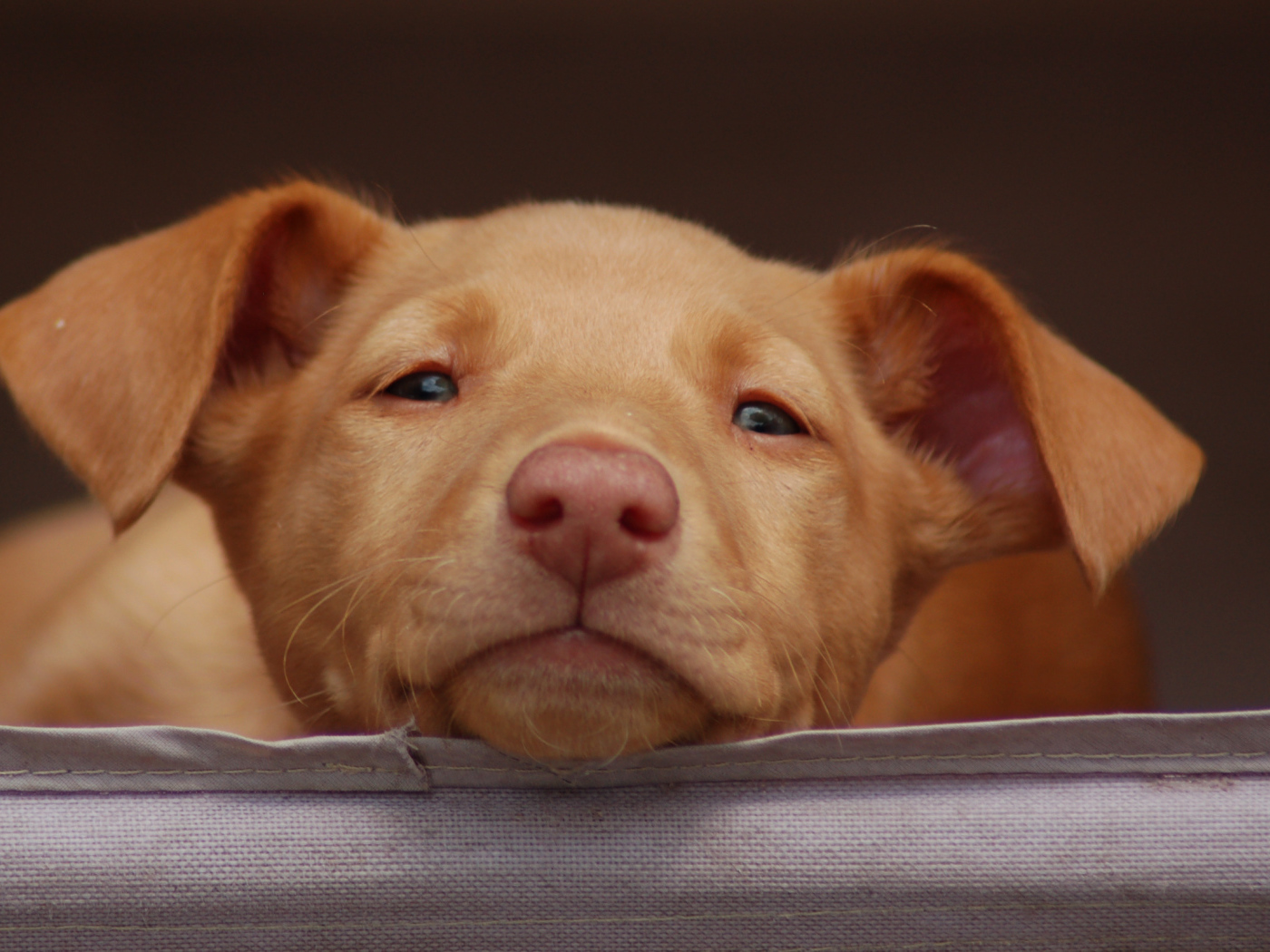 Щенок фараоновой собаки