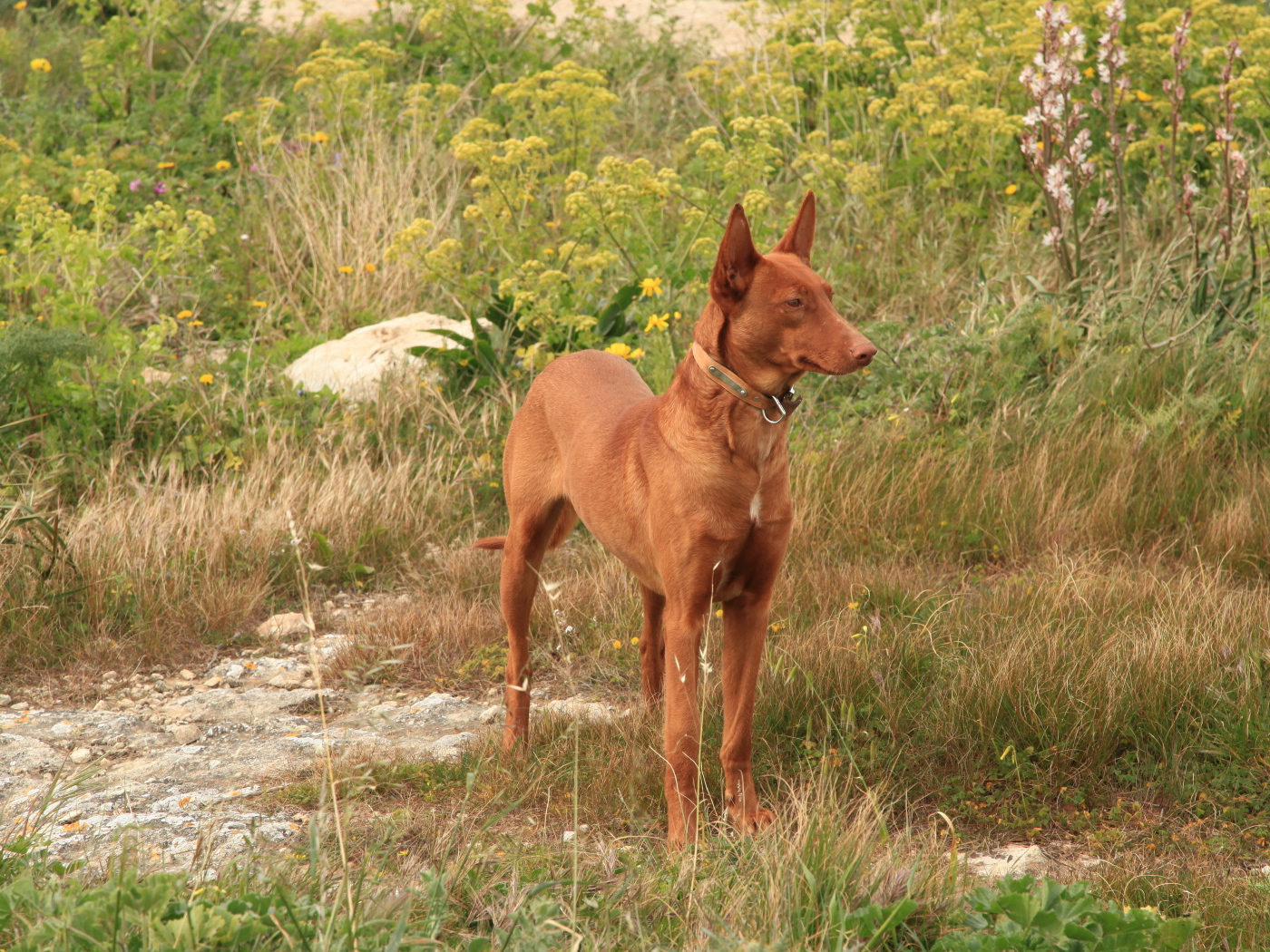 Фараонова собака в траве
