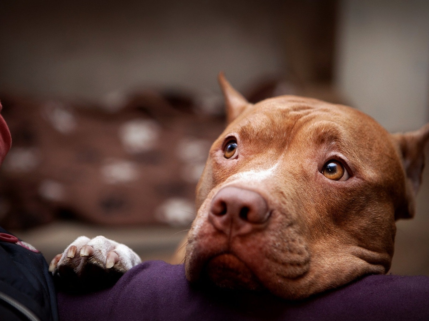 Питбуль смотрит на хозяина