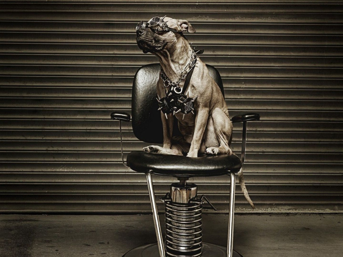 Питбуль на кресле