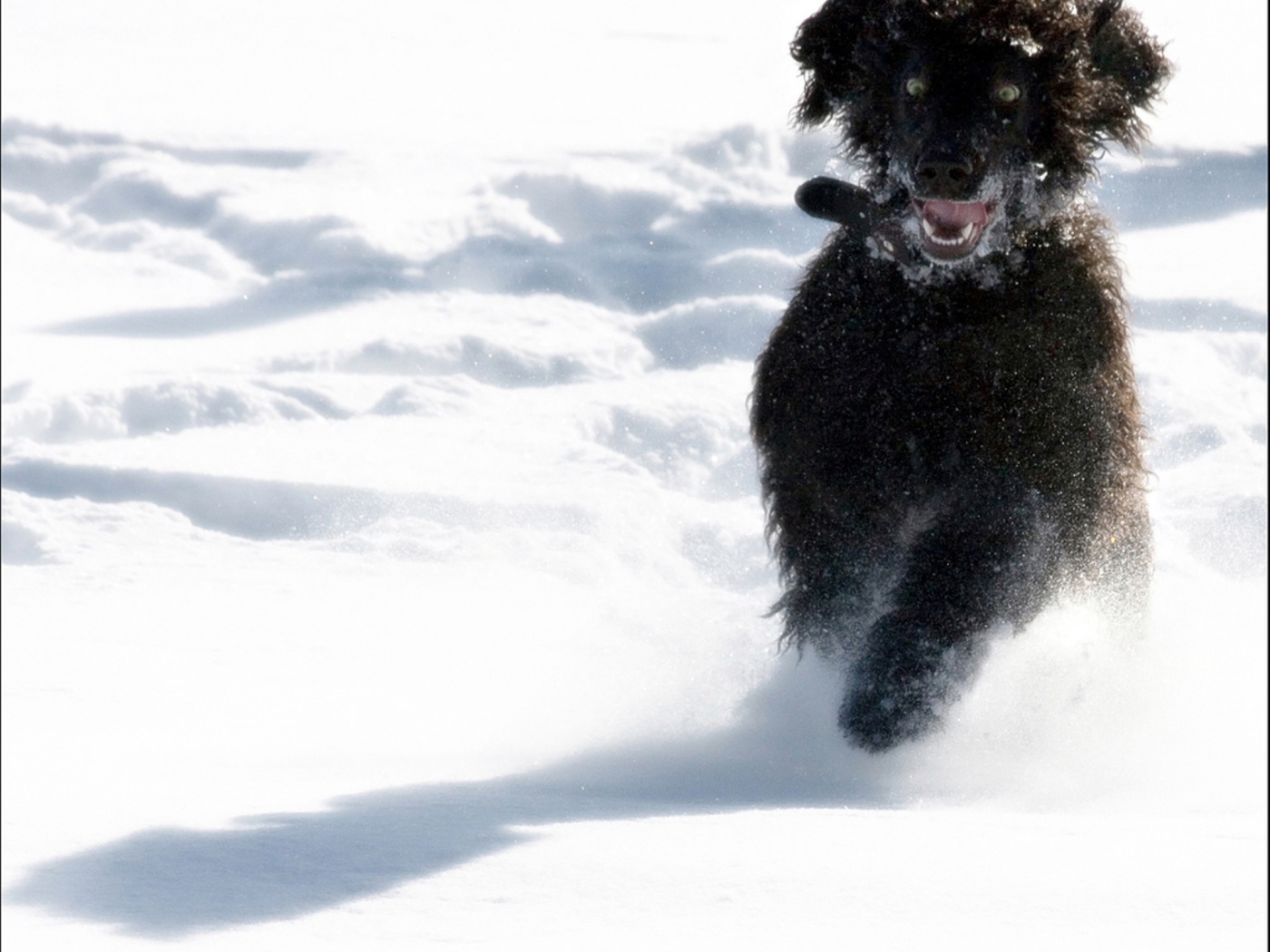 Игривый ирландский водяной спаниель