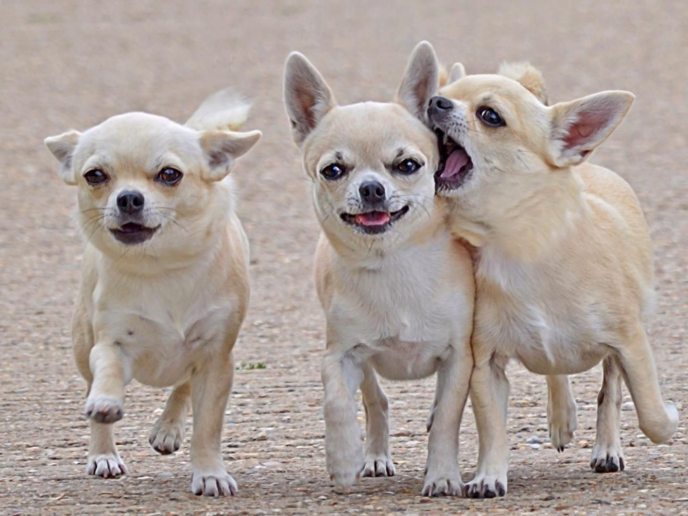 Игривые собаки чихуахуа