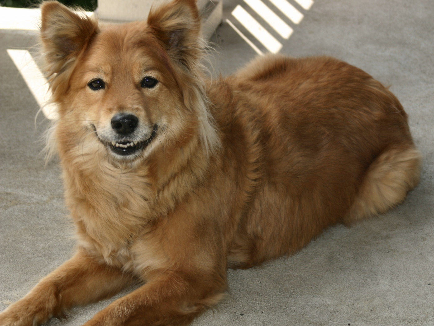 Довольная собака чинук