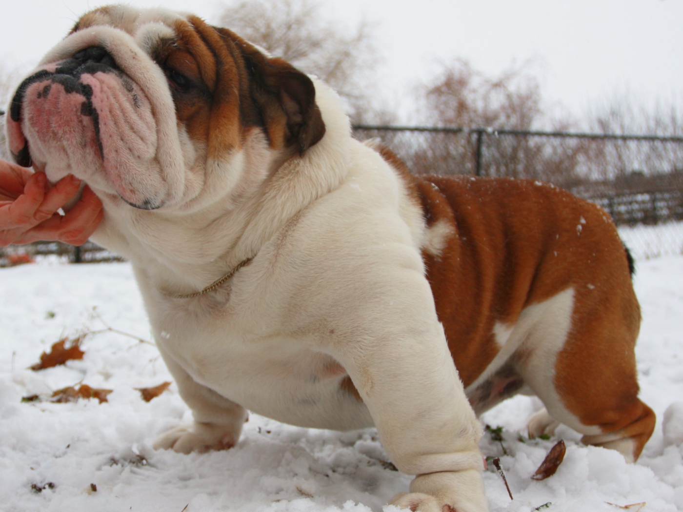 Довольный английский бульдог