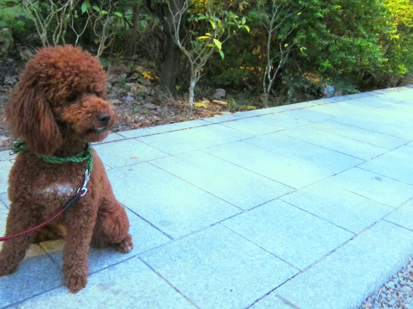 Пудель на прогулке