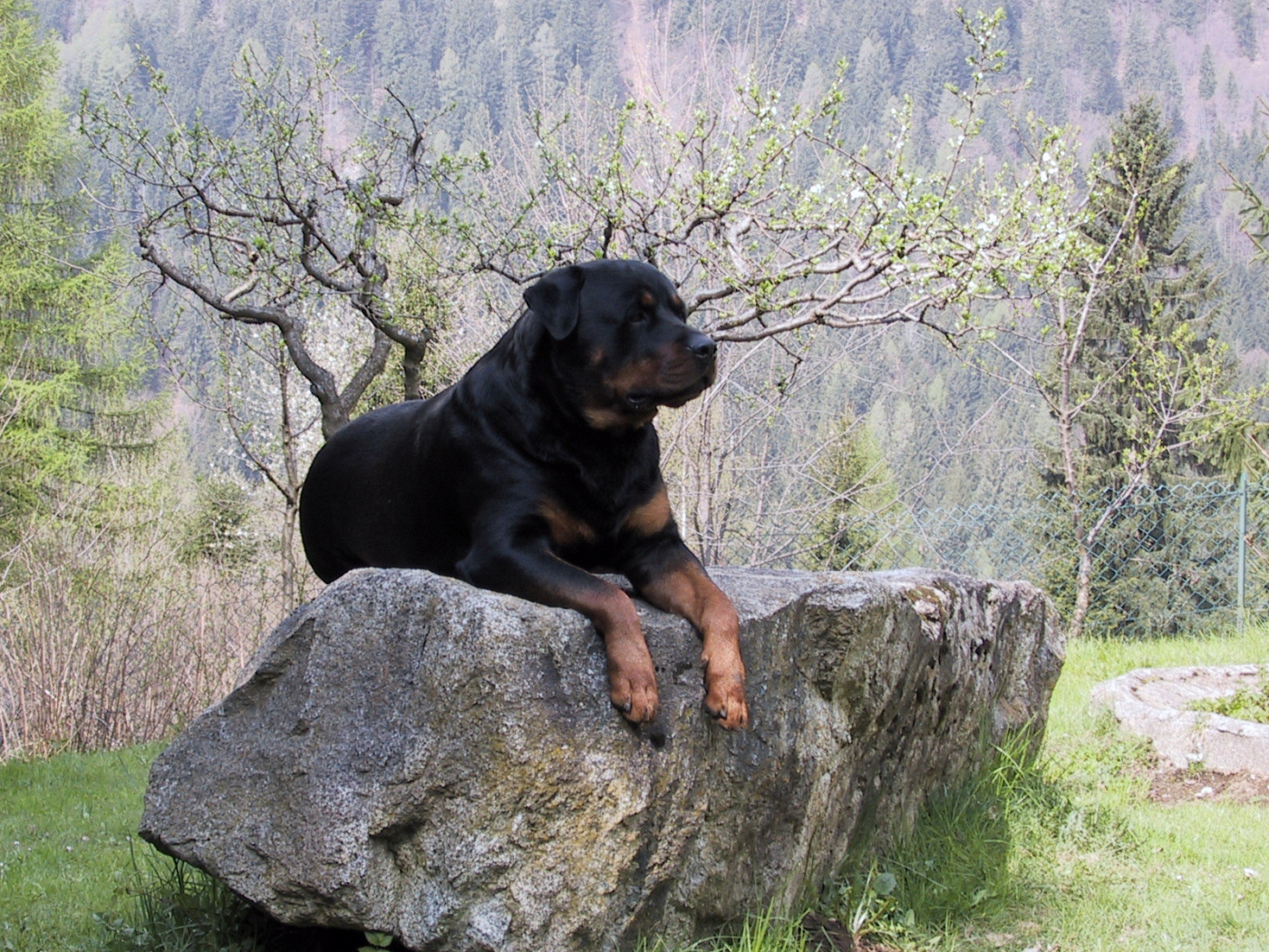 Гордый ротвейлер на камне
