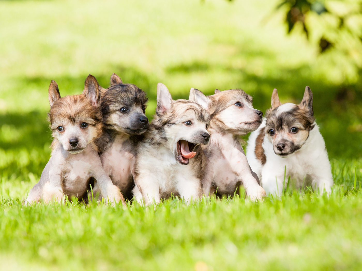 Щенки играют на траве