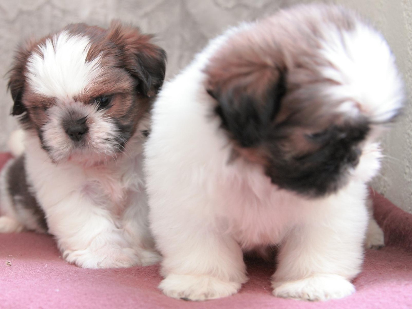 Щенки собаки шитцу