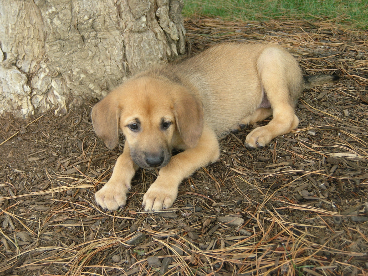 Щенок собаки чинук