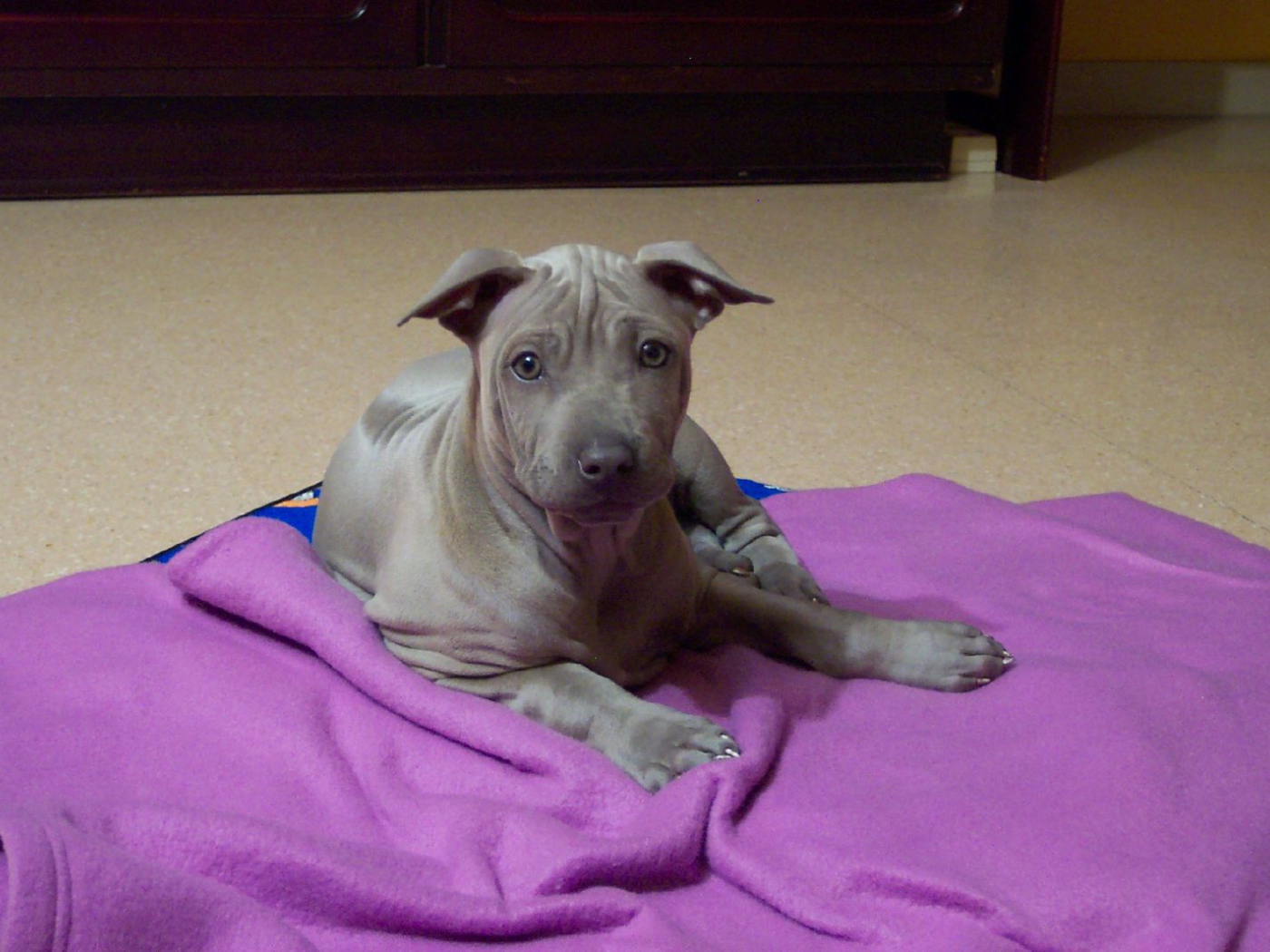 Щенок собаки тайский риджбек