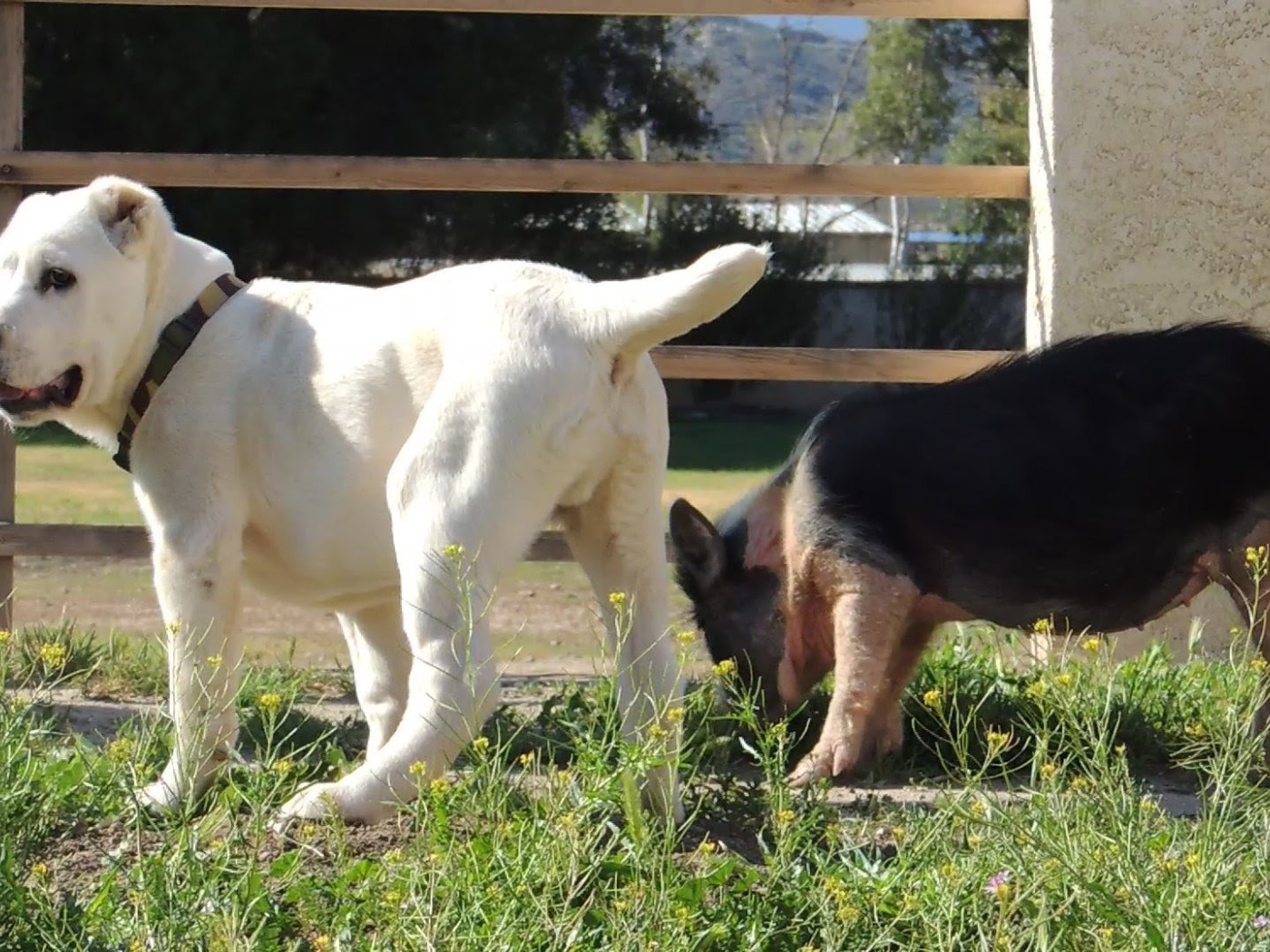 Щенок алабая у забора