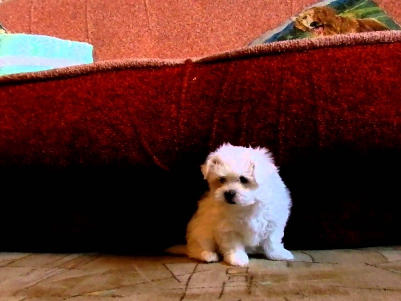 Щенок болонки под диваном