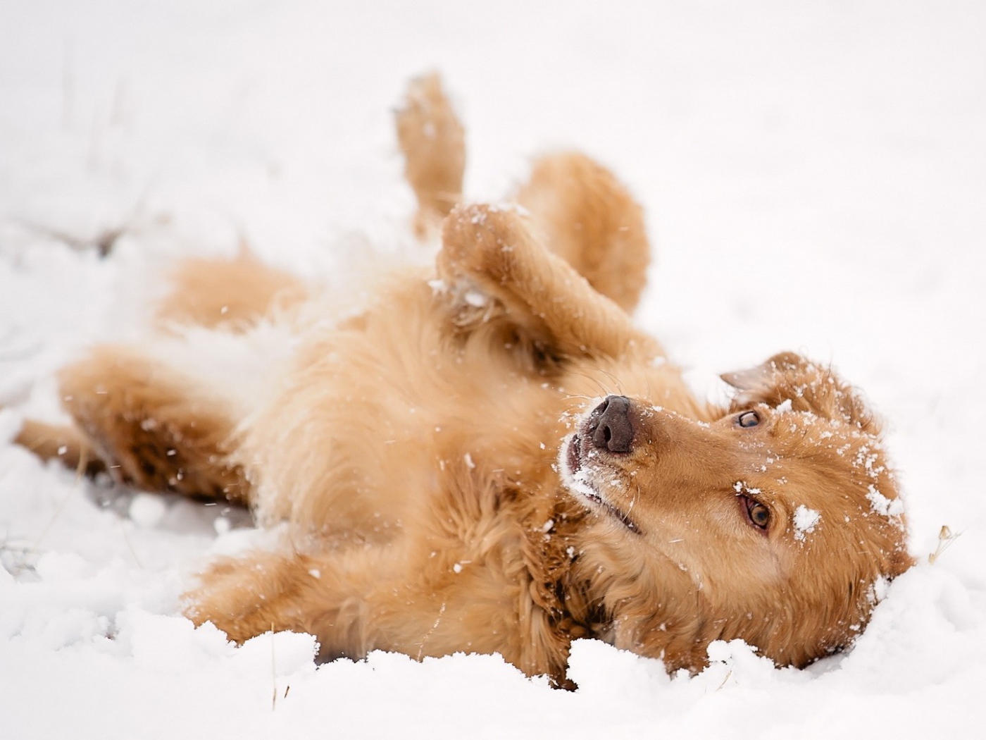 Рыжая собака лежит в снегу
