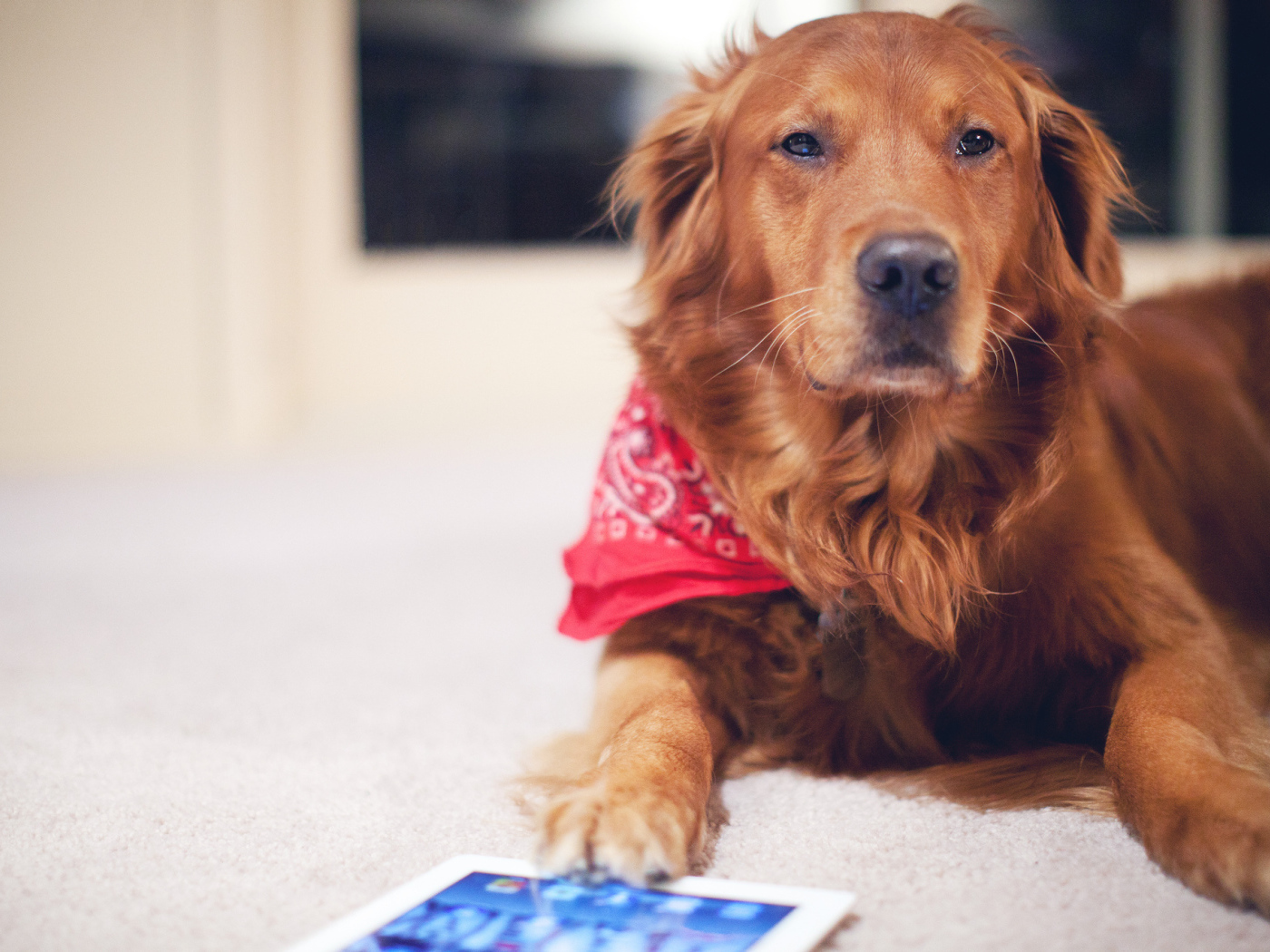 Рыжая собака с планшетом