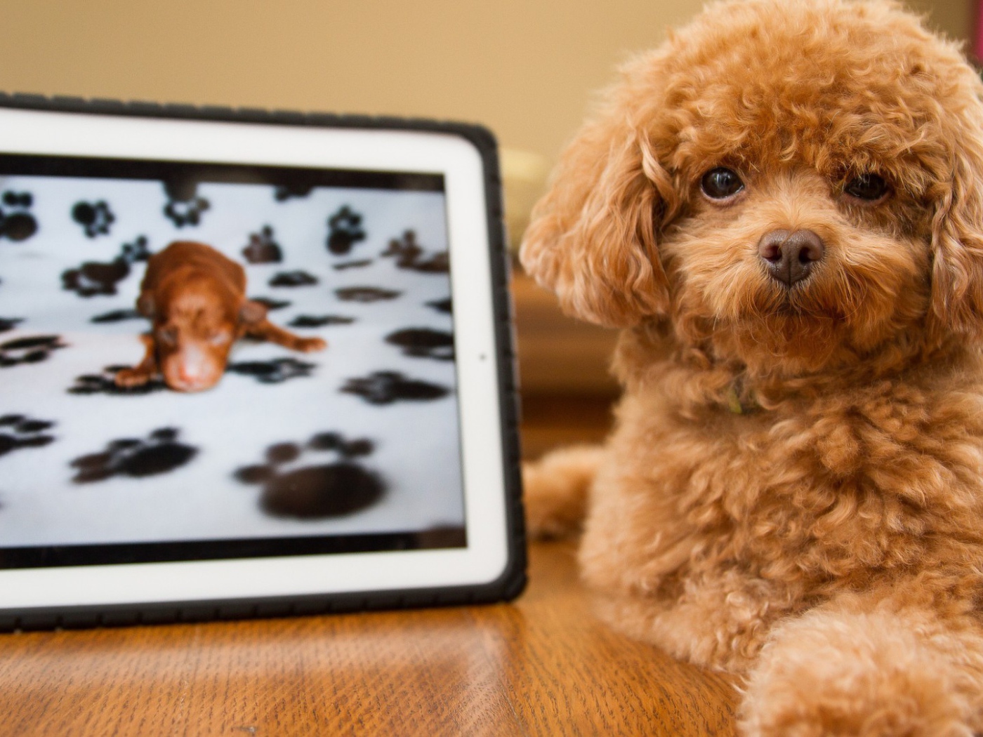 Pыжый щенок с картиной