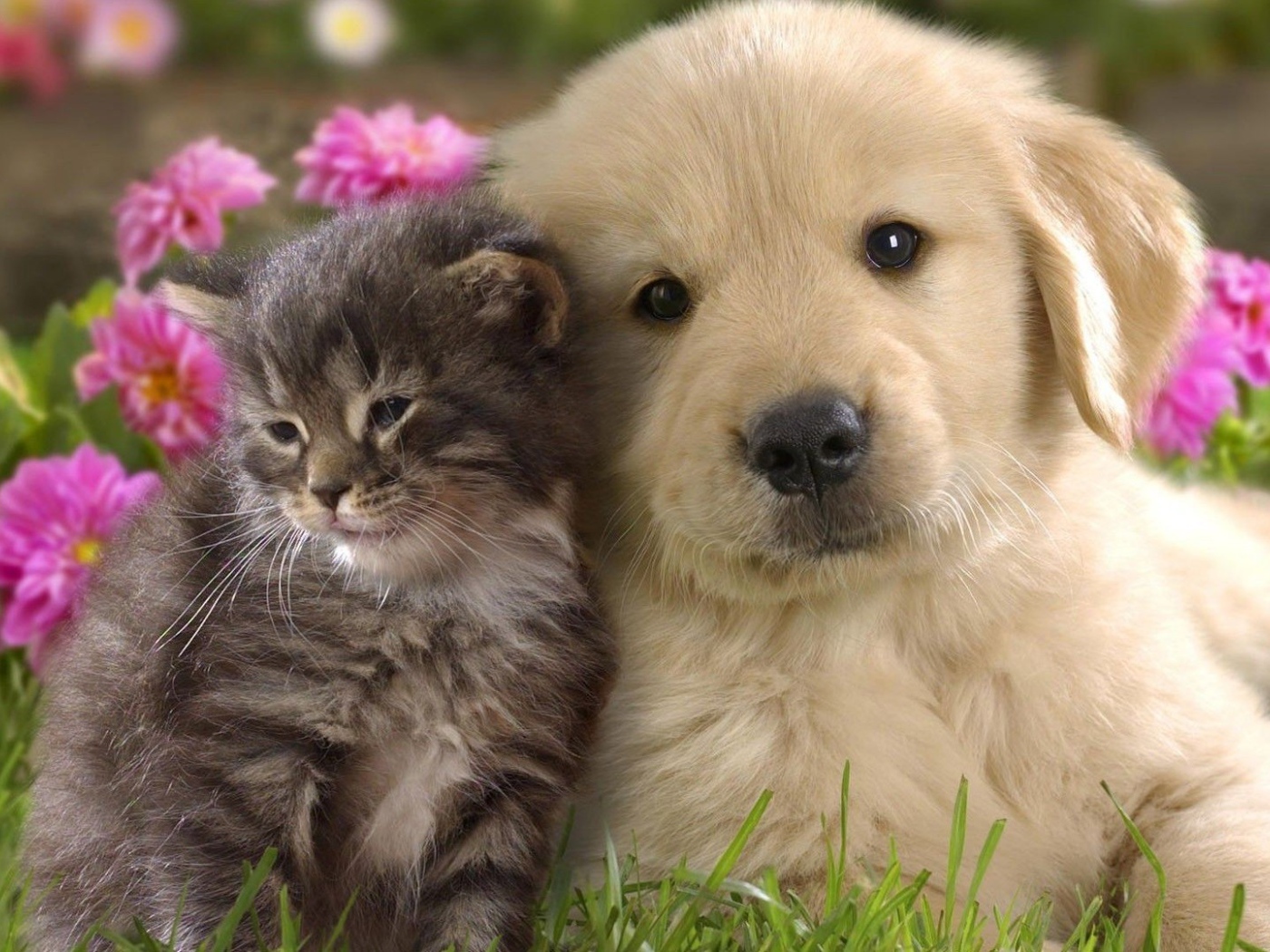 Щенок ретривера с котенком